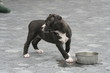 jeune amstaff surpris se retournant - étonnement