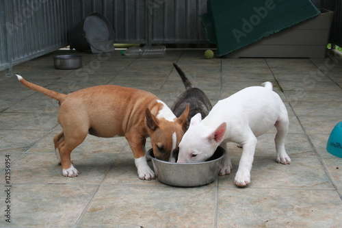 bull terrier acheter