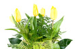Yellow tulip