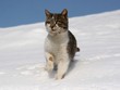 cute kitten walking in snow against blue sky cute kitten walking in snow against blue sky