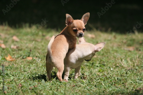 Photo: chihuahua simulant la copulation avec une femelle chihuahua simulant la copulation avec une femelle