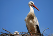 Cigogne dans son nid