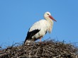 cigogne