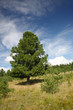 Cedar in taiga Cedar in taiga