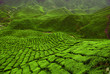 Tea Plantation