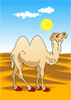 Camel in desert