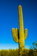 Photo: Saguaro Cactus at National Park, Arizona Saguaro Cactus at National Park, Arizona
