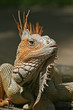Leguan