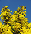 Mimosa Mimosa