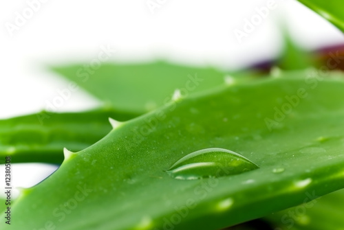 Foto: aloe vera mit tropfen - isoliert aloe vera mit tropfen - isoliert