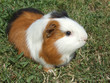 Meerschweinchen