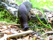 Schnecke