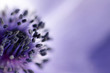 Anemone
