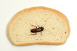 Cockroach on a slice of bread