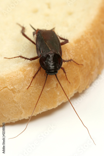 Photo: Close up of cockroach on a slice of bread Close up of cockroach on a slice of bread