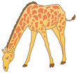 giraffe