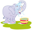 elephant taking bath
