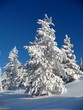 Winter scene 7