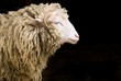 Sheep portrait
