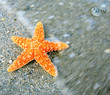 Starfish and ocean wave on sandy tropical beach