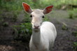 Amusing pet