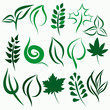 Set of various leaves