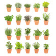 Herbs in Pots