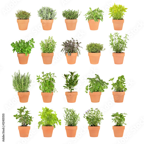 Photo: Herbs in Pots Herbs in Pots