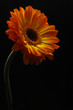 Orange Gerbera
