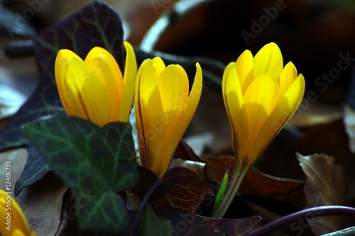 Photo: Krokusse Krokusse