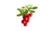 Branch cranberries on a white background Branch cranberries on a white background