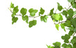 Branch is ivy on a white background Branch is ivy on a white background