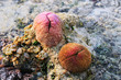 Mushroom coral with polyp retracted (Fungia)
