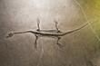 dinosaur fossils