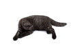Gray with black british kitty isolated on white background with Gray with black british kitty isolated on white background with