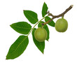 Fresh Walnut