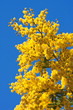 Mimosa