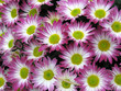 Chrysanthemums