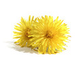 dandelions isolates on white