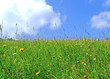 Blumenwiese