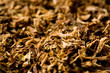 tobacco macro (shallow DOF)