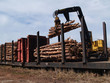 Loading Cut Trees on a Railcar
