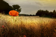 Red poppy in prairie