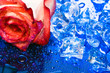 ice with rose on blue background