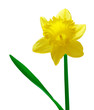 Single Daffodil