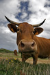 Vaca III