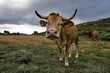 Vaca II