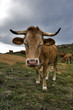 Vaca I