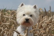 Adorable portrait de westie - boule de poil blanche