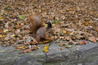 squirrel eat nut